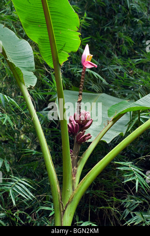 Banana tree (Banana musa velutina) di fiori e frutta, Costa Rica Foto Stock