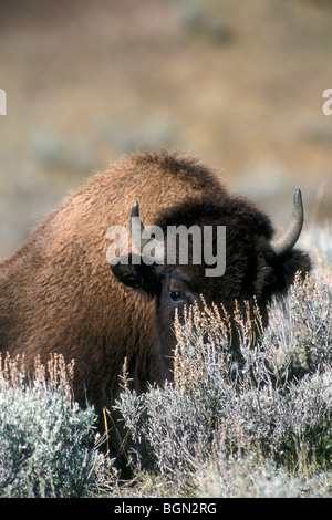 Buffalo / (Bison bison bison), il Parco Nazionale di Yellowstone, Wyoming USA Foto Stock