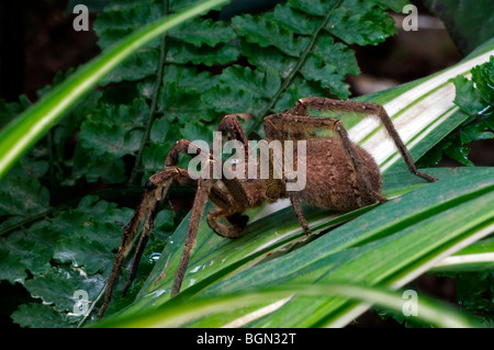 Brasiliano ragno errante, noto anche come Banana spider (Phoneutria fera), Costa Rica Foto Stock