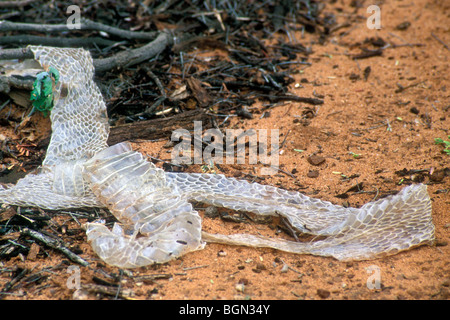 Cape cobra (Naja nivea) pelle versato nel deserto del Kalahari, Kgalagadi Parco transfrontaliero, Sud Africa Foto Stock