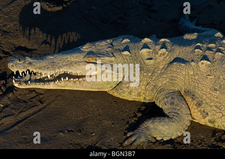 Coccodrillo americano (Crocodylus acutus) appoggiato sulla banca del fiume che mostra grande muso e denti, Carara National Park, Costa Rica Foto Stock