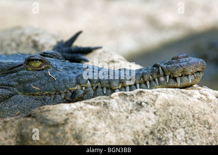 Coccodrillo americano (Crocodylus acutus) vicino mostrando grande muso e denti, Costa Rica Foto Stock