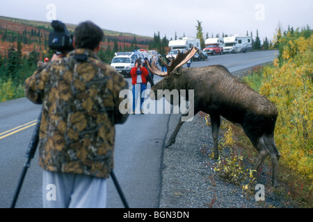 Bull moose (Alces alces) attraversamento strada fra i turisti, Denali National Park, Nord America, Alaska, STATI UNITI D'AMERICA Foto Stock