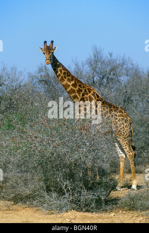 Giraffe (Giraffa camelopardalis) nel deserto del Kalahari, Kgalagadi parco transfrontaliero, Sud Africa Foto Stock