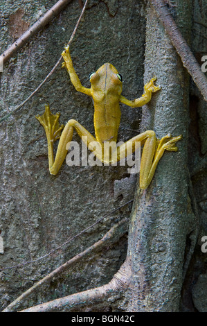 Rosenberg il gladiatore frog (Hyla rosenbergi) rampicante, Carara National Park, Costa Rica, America Centrale Foto Stock