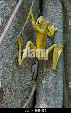 Rosenberg il gladiatore frog (Hyla rosenbergi) rampicante, Carara National Park, Costa Rica, America Centrale Foto Stock