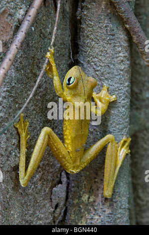 Rosenberg il gladiatore frog (Hyla rosenbergi) rampicante, Carara National Park, Costa Rica, America Centrale Foto Stock