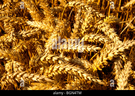Ripe wheat (corn) in a filed ready to harvest Foto Stock