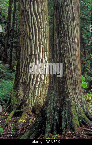 Western la cicuta (Tsuga heterophylla) e cedro rosso dell'Ovest (Thuja plicata) alberi, Glacier NP, STATI UNITI D'AMERICA Foto Stock