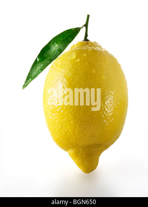 Tutto freschi Limoni con foglie contro uno sfondo bianco Foto Stock