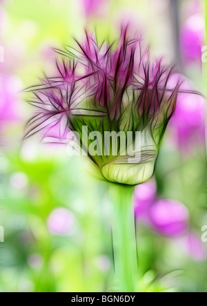 Illustrazione della foto: un unico Allium proveniente in fiore che cresce in un confine erbacee Foto Stock
