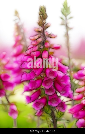 Illustrazione della foto: vivacemente colorato foxgloves crescente selvatici in un campo Foto Stock