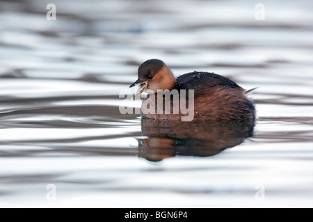 Tuffetto o dabchick, Tachybaptus ruficollis, singolo inverno plumaged bird nuoto, Lothian, Scozia, inverno 2009 Foto Stock