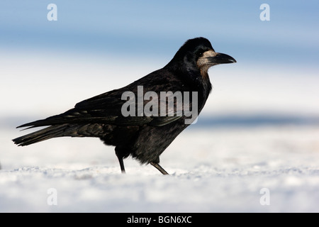 Rook, Corvus frugilegus, singolo uccello permanente sulla neve, Lothian, Scozia, inverno 2009 Foto Stock