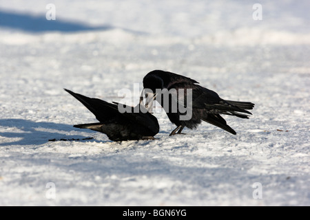 Rook, Corvus frugilegus, due uccelli permanente sulla neve e alimentazione di corteggiamento, Lothian, Scozia, inverno 2009 Foto Stock