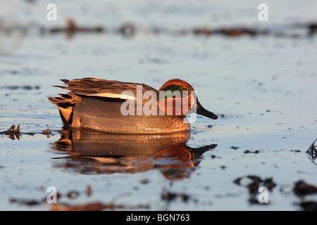 Teal, Anas crecca, unica piscina maschio sul mare, Lothian, Scozia, inverno 2009 Foto Stock