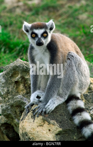 Anello-tailed lemur (Lemur catta) captive, dal Madagascar, Africa Foto Stock