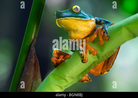 Splendida foglia (rana Agalychnis calcarifer) appollaiato sulla foglia nella foresta pluviale, Costa Rica, America Centrale Foto Stock