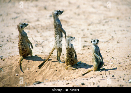 Allarmato suricates / meerkats (Suricata suricatta) a scavare nel deserto del Kalahari, Kgalagadi Parco transfrontaliero, Sud Africa Foto Stock