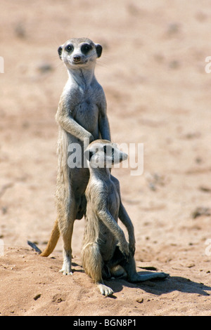 Due suricates / Meerkats (Suricata suricatta) nel deserto del Kalahari, Kgalagadi Parco transfrontaliero, Sud Africa Foto Stock