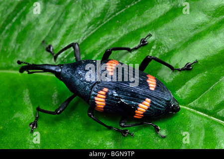 Curculione (Curculionidae) seduta sulla foglia nella foresta pluviale, Tapanti National Park, Costa Rica, America Centrale Foto Stock