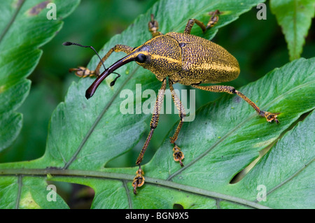 Curculione (Curculionidae) seduta sulla foglia nella foresta pluviale, Tapanti National Park, Costa Rica, America Centrale Foto Stock
