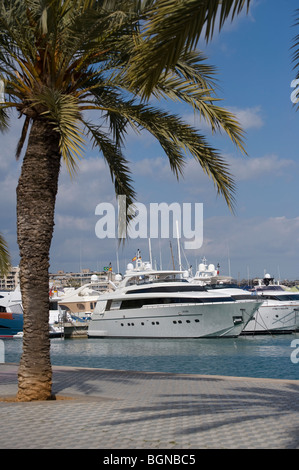 Luxury Yacht ormeggiati in porto a Palma di Mallorca, Maiorca, SPAGNA Foto Stock