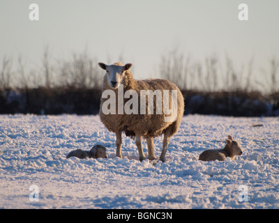 Pecore e agnelli nella neve Foto Stock