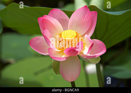 Sacro Lotus Nelumbo nucifera Foto Stock