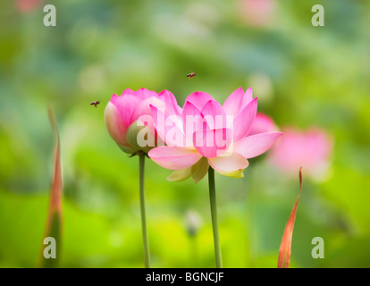 Sacro Lotus Nelumbo nucifera Foto Stock