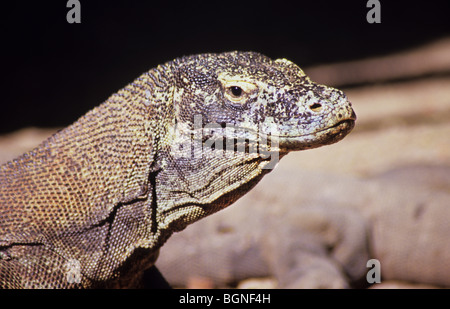 Drago di Komodo. Varanus Komodensis. Isola di Rinca. Parco Nazionale di Komodo. Indonesia. Foto Stock