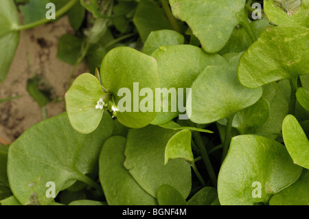 Springbeauty, claytonia perfoliata Foto Stock