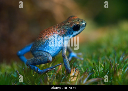 Strawberry poison frog / strawberry poison dart (rana Oophaga pumilio / Dendrobates pumilio) in colore blu morph, Costa Rica Foto Stock