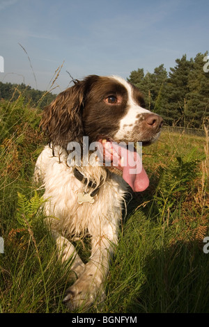 English Springer Spaniel Foto Stock