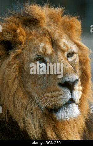 Leone asiatico (Panthera leo persica), ritratto, India Foto Stock