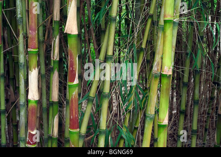 Bamboo (Bambusa sp.), Cina, Taiwan, Asia Foto Stock