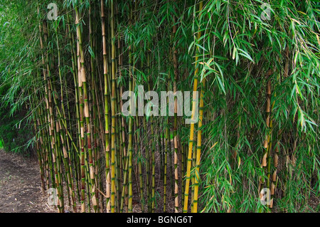 Bamboo (Bambusa sp.), Cina, Taiwan, Asia Foto Stock