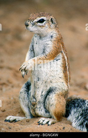 Massa del capo scoiattolo (Xerus inauris) nel deserto del Kalahari, Kgalagadi NP, deserto Kalahari, Sud Africa Foto Stock