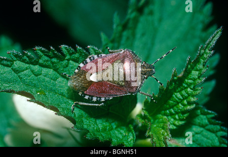 Sloe bug, uno scudo o stink bug (Dolycoris baccarum: Pentatomidae), un adulto overwintered nella primavera del Regno Unito Foto Stock