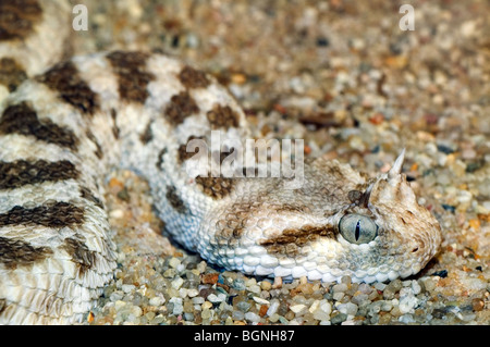 Close up sahariana vipera cornuta / cornuto desert viper (Cerastes cerastes), Nord Africa Foto Stock