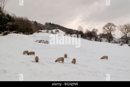 Pecore al pascolo nella neve a Matlock Bath nel Derbyshire Regno Unito durante le dure condizioni invernali di gennaio 2010 Foto Stock