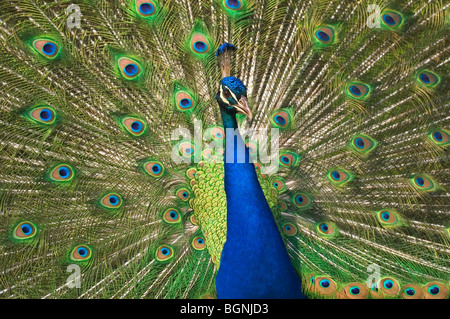 Maschio peafowl indiano / Pavone (Pavo cristatus) visualizzazione superiore allungata converte di coda Foto Stock