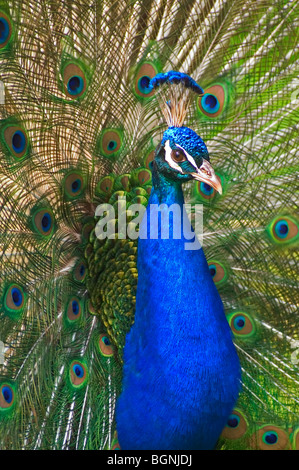 Maschio peafowl indiano / Pavone (Pavo cristatus) visualizzazione superiore allungata converte di coda Foto Stock