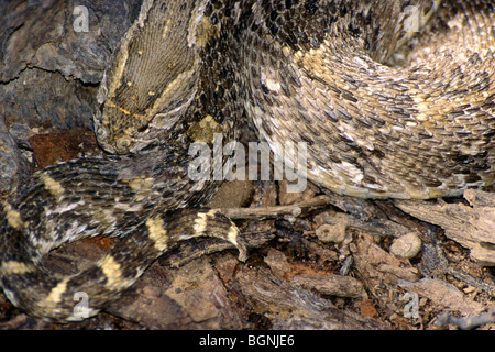 Comune africana puff sommatore (Bitis arietans) mimetizzato nella figliata di foglia nel deserto del Kalahari, Sud Africa Foto Stock