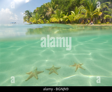 Panamá Boca del Drago Starfish Beach Bocas del Toro Isla Colón Foto Stock