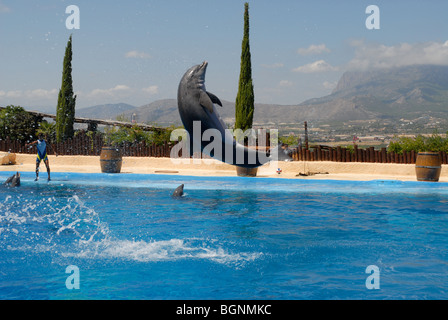 Dolphin saltando al Spettacolo di Delfini, Mundomar, Benidorm, Alicante provincia, Comunidad Valenciana, Spagna Foto Stock