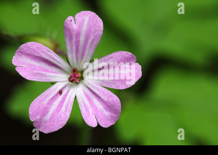 Fiore di Herb robert (Geranium robertianum) Foto Stock