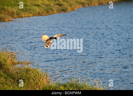 Mallard duck sul fiume Tweed in Scozia - in arrivo a terra Foto Stock