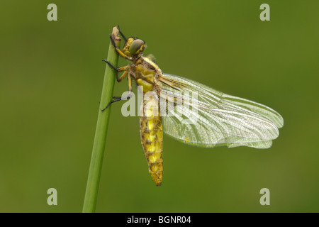È emerso un ampio corposo chaser dragonfly (Libellula depressa), Gaume, Belgio Foto Stock