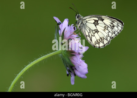 In marmo bianco (Melanargia galathea) in appoggio sul campo fiore scabious (Knautia arvense) Foto Stock